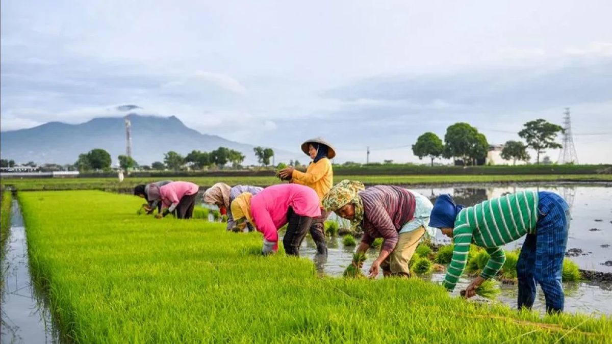 Kemenko Pangan Prediksi Swasembada Beras Bisa Tercapai Tahun Ini