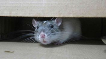 モスクの外でネズミを4回解放し、イギリス人男性は18ヶ月の投獄