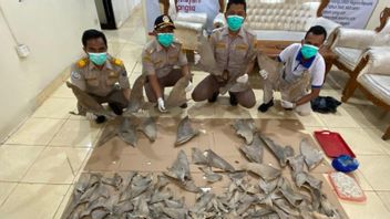 Smuggling Of 20 Kg Of Shark Cylinders From Medan Successfully Foiled In Bakauheni