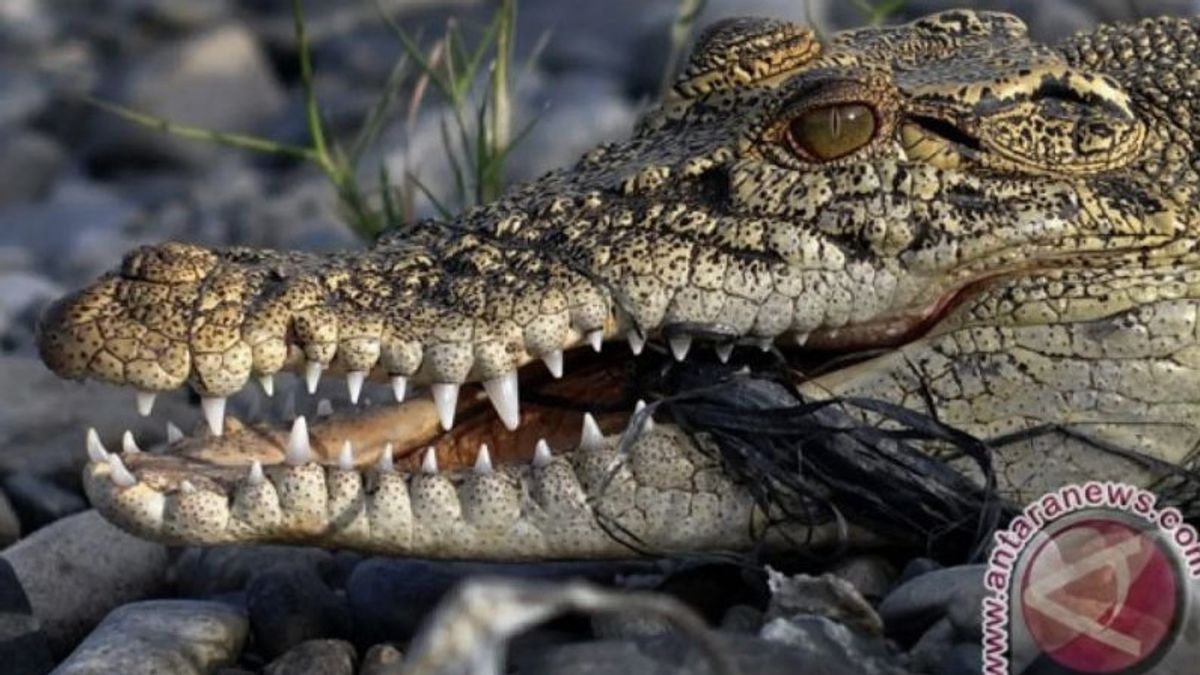 Pêcheur à Rokan Hilir Riau tué par un crocodile