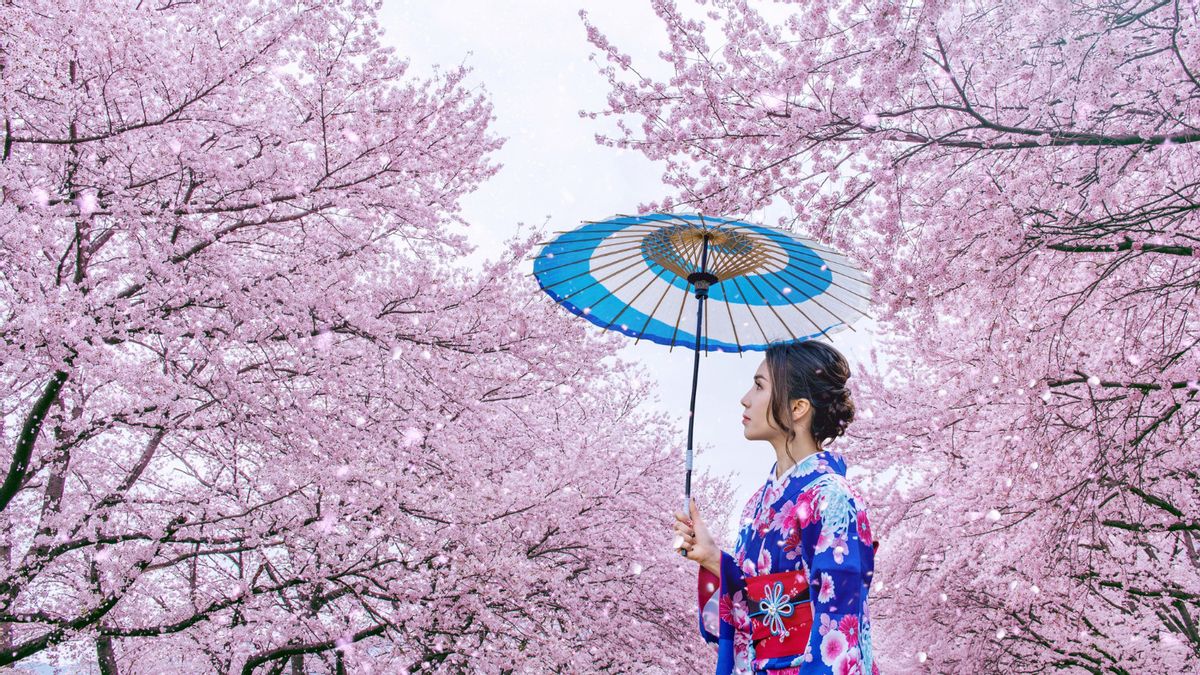 日本樱花开花时间:以下是一些名单