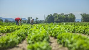 Les types de déchets agricoles qui peuvent être contaminés et leurs causes