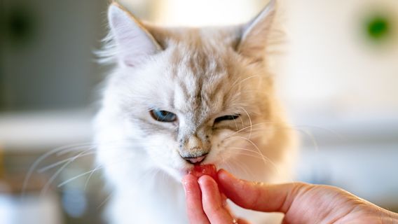 根据研究，苹果可以替代猫的纤维食物