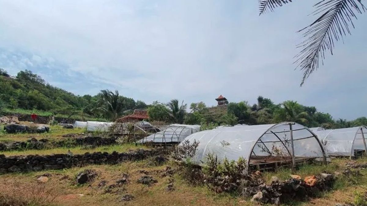 Berita Gunung Kidul: Tidak Lolos Standar, Kelompok Budi Daya Garam di Gunungkidul Berhenti Produksi