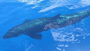 Fenomena Langka Kemunculan Paus Orca di Perairan Anambas