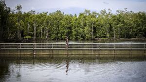 Wamenkeu Nilai Rehabilitasi Mangrove Bisa Dorong Ekonomi Warga dari Wisata hingga Tambak