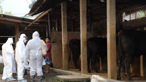Gubernur Kepri Serukan Beli Daging Sapi Lokal di Tengah Ancaman PMK