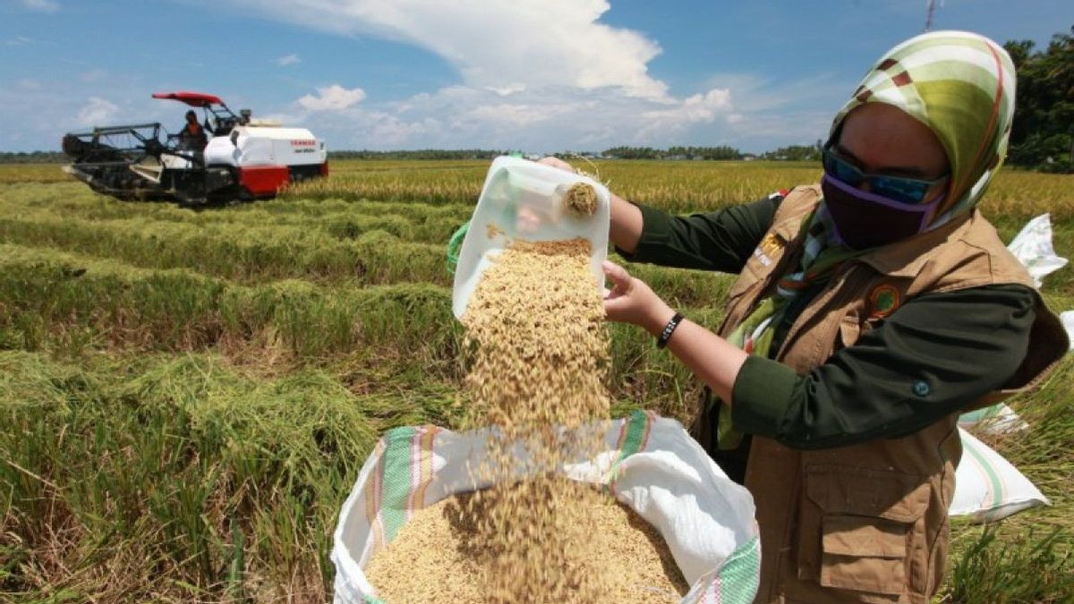 The El Nino Phenomenon Threatens Food Security In Indonesia, Here's What Observers Say