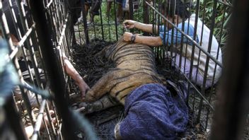 Tigre Viral Capturé Par La Caméra D’un Citoyen à West Pasaman, BKSDA Sumbar Emmené Sur Le Terrain