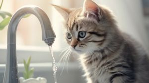 Kenapa Kucing Takut Air? Ini 4 Penyebab Utamanya