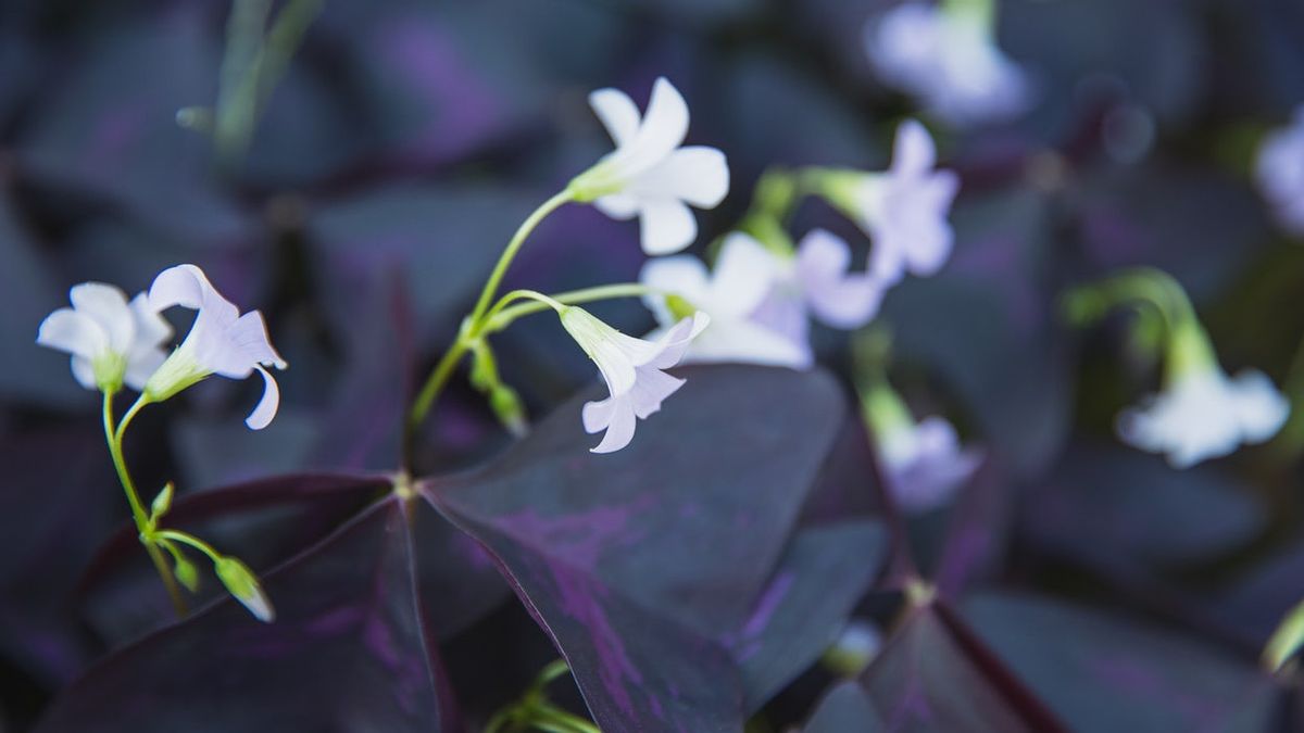 Dikenal dengan Bunga Kupu-Kupu, Tanaman Oxalis Cantik untuk Hias Teras Rumah