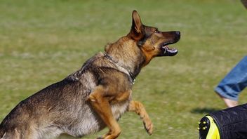 狂犬病を心配する、ヤクセルで7歳の少年の眼球を噛んだ犬は隔離されました