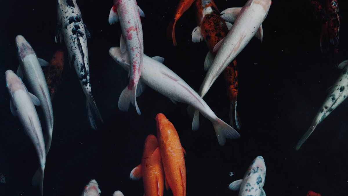 Penelitian: Jangan Biarkan Ikanmu Terserang Kebisingan