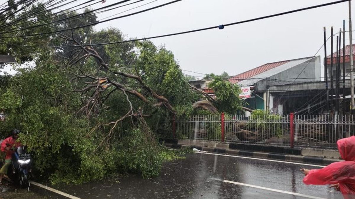 سقطت 18 شجرة في جاكرتا بسبب أمطار الرياح ، والكتابة فوق المنازل لقطار المسارات