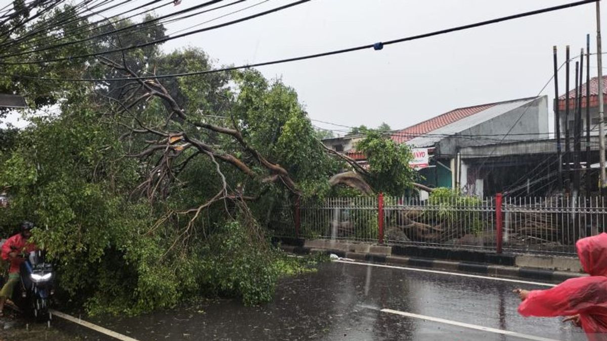 ジャカルタの18本の木が暴風雨で倒れ、家屋が線路に上書き