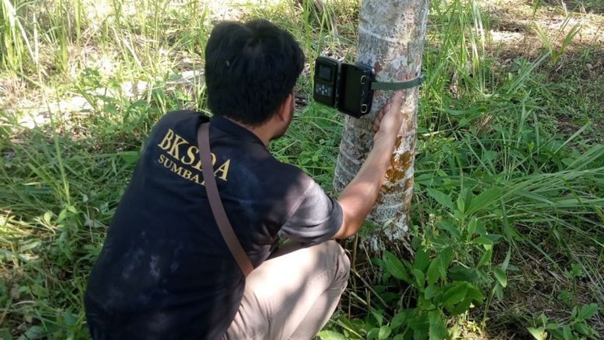 Sudah Delapan Hari, Harimau Sumatera yang Masuk Permukiman Warga di Sumbar Belum Bisa Ditangkap