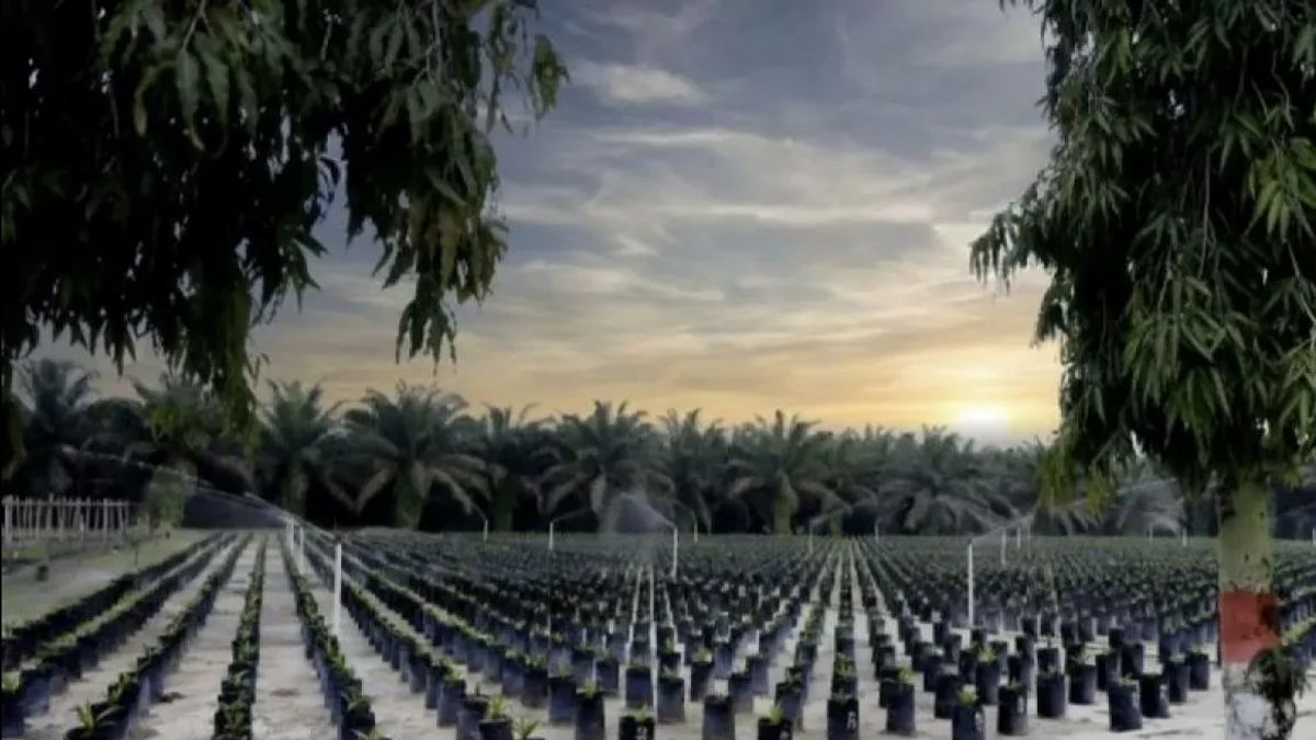 PTPN IV PalmCo通过棕榈废物加工支持妇女经济独立