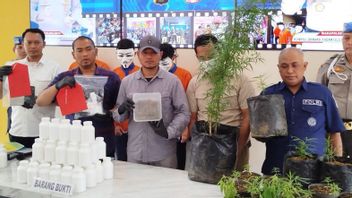 Man Planting 62 Cannabis Tree In Loteng Rumah Arrested By Batu City Police