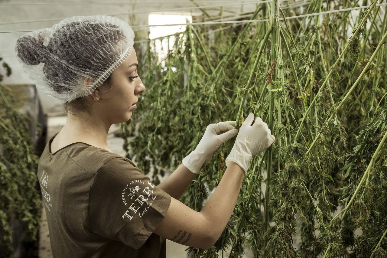 イスラエルは大麻を経済に拍車をかける準備ができている