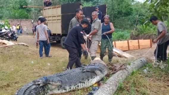 Des travailleurs d’équipe de Pangkalpinang Bebel disparaissent après avoir été capturés par des crocodiles