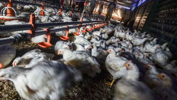 農業省は、独立した家禽農家を「オフにする」と評価:農民はRp5.4兆まで失う