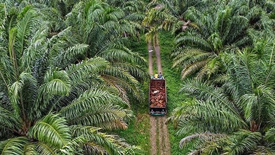 Le palmier à huile consomme-t-il vraiment beaucoup d'eau ? Voici ce que dit le professeur titulaire de l'IPB