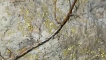 Viral Cave In Deli Serdang Called Has Gold Flakes, Geologist Gives An Explanation