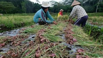True Shallot Seed, A Potential Alternative Technology To Get Quality Onion Seeds
