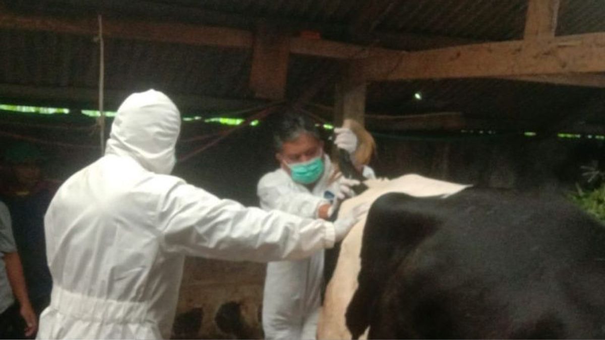 2,300 Livestock In Rembang Have Been Injected With PMK Vaccines