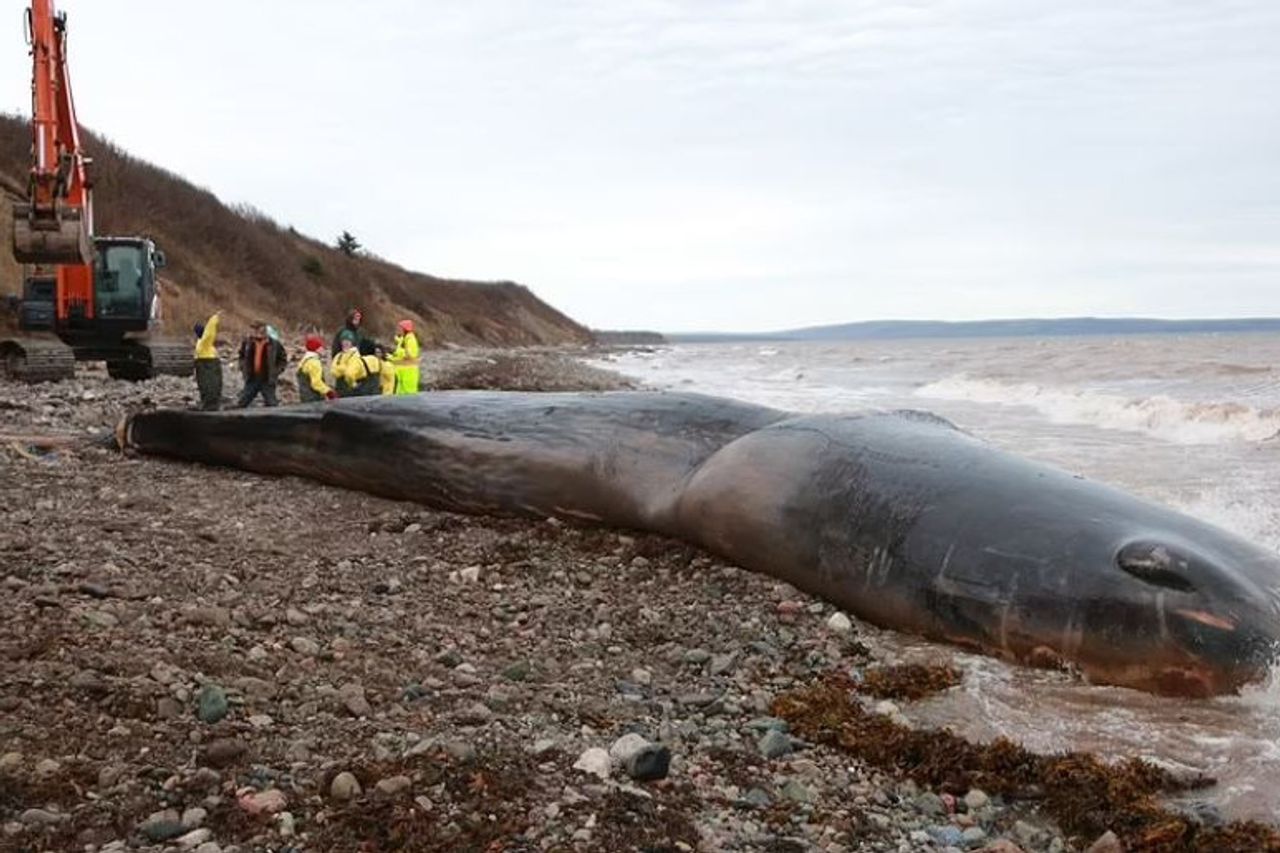 Sixth Sperm Whale Dies on British Beach