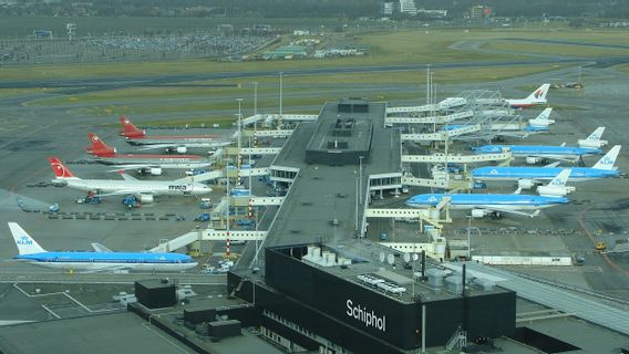 Reduce Bird Attacks On Airplanes, Amsterdam Airport Uses Pigs Between Runways