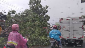 Dozens of Trees in Kudus Uprooted by Strong Winds