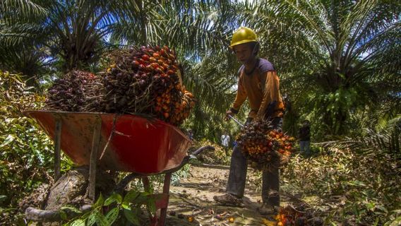 Petani Sawit Minta Jokowi Benahi Regulasi di Lembaga BPDPKS