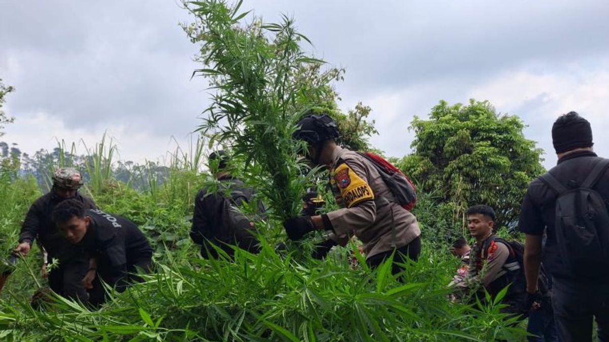 Lumajang Police Find 10,000 Cannabis Plants Again In The Semeru Slope