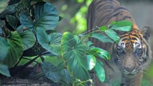 Teror Harimau di Merangin Jambi Terkam Pemuda Saat Cari Sinyal di Hutan, Polisi dan BKSDA Pasang Perangkap