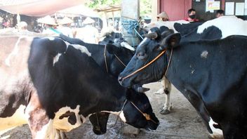 博约拉利的好消息：该区牛奶产量增至1253万升