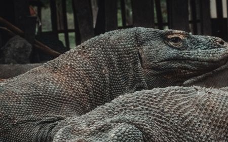 Luhut Pandjaitan: Pulau Komodo Harus Kita 'Jual', Orang yang Datang Harus Bayar Mahal!