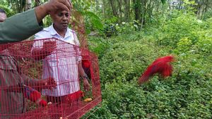 BKSDA Maluku Lepasliarkan Burung Nuri di Bukit Karai