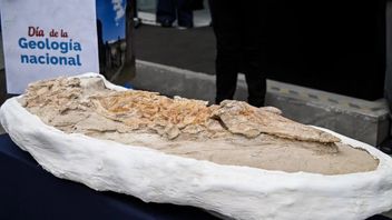 Peneliti Peru Ungkap Fosil Mirip Lumba-lumba Berusia 8-12 Juta Tahun