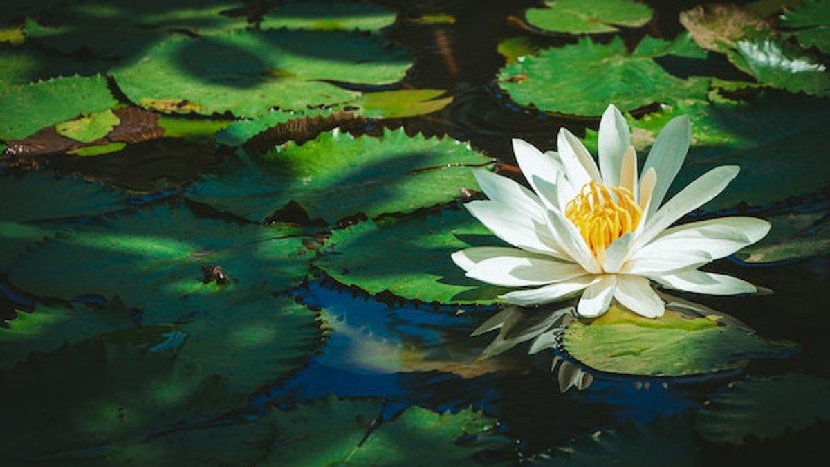 6 How To Plant Lotus Flowers To Beautify Pools On Home Pages