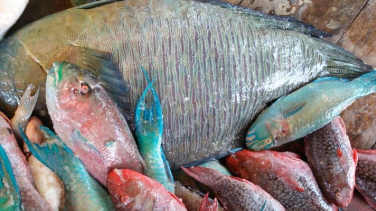 Banyak Dijual di Pasaran, Ternyata Ada Banyak Alasan Mengapa Kita Harus Berhenti Konsumsi Ikan Kakatua