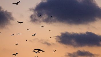 Technologie Sonar Alami, le mystère de la façon dont les chauves-souris volent la nuit