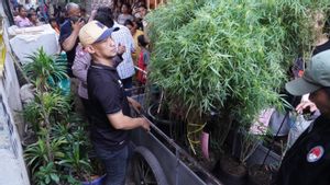 Polisi Sita 16 Pot Berisi 40 Tanaman Ganja yang Ditanam di Atas Genteng Rumah