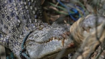 パンデグランでムアラワニに閉じ込められた結果、魚釣り人が負傷