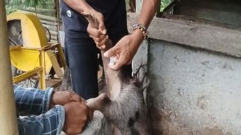 Disnak Nagekeo Says There Are No Reports Of Pig Death Cases Because Of ASF