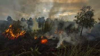 塔平南加里曼丹的农民在没有APD的情况下扑灭森林和陆地火灾后死亡