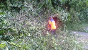 Angin Kencang Terjang Pulau Weh Aceh, Pohon Tumbang Tutup Sejumlah Jalan Utama