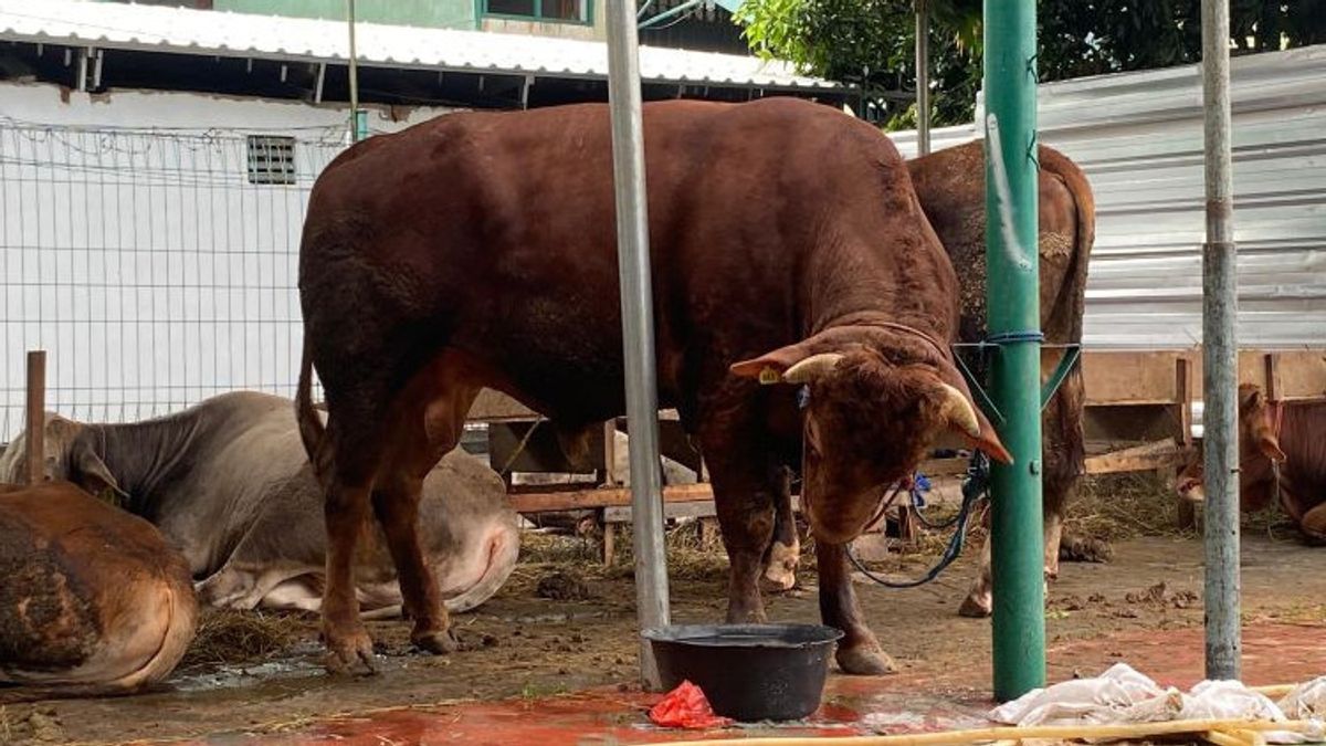 アル・アズハル・モスクのジブラン生けリコシン型牛