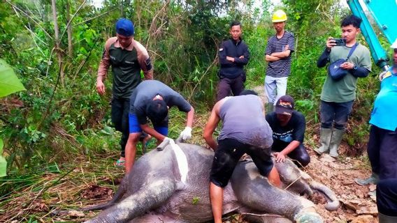 廖内佩拉拉万的足部感染,野生大象幼被发现死亡