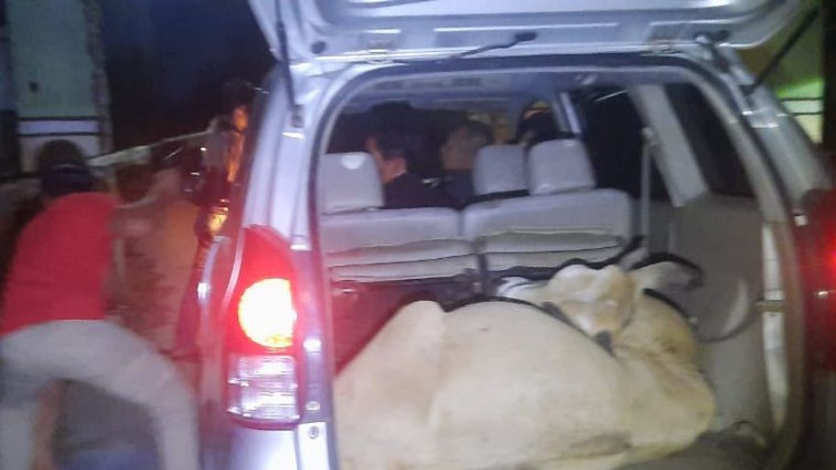アガムのミニバスで牛泥棒のギャングが逮捕